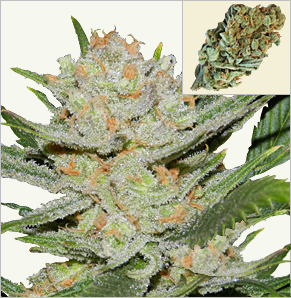 Gelato feminized marijuana seeds